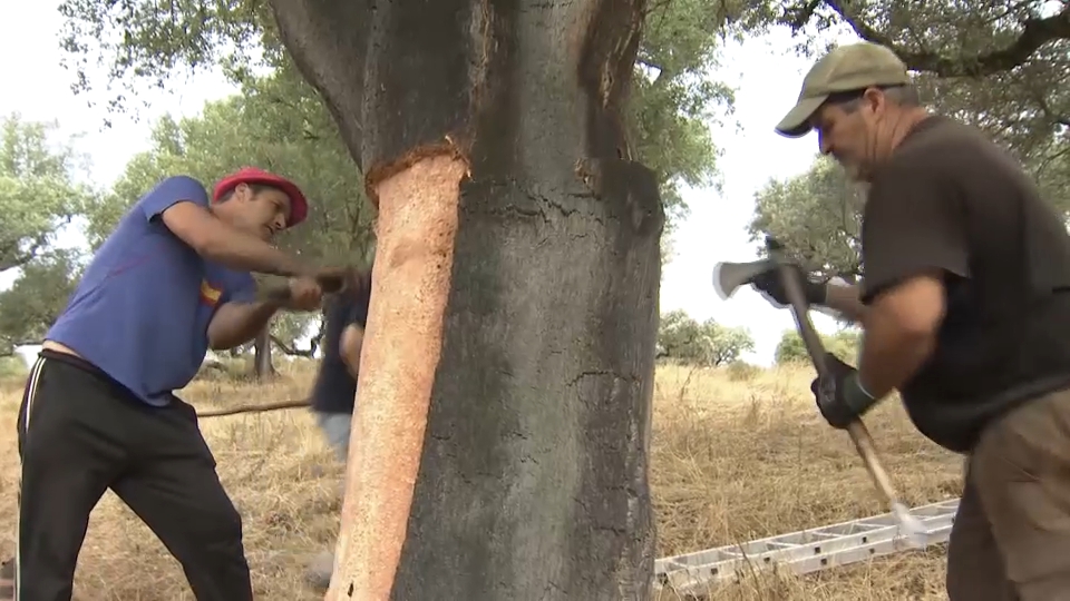 Saca del corcho en Extremadura