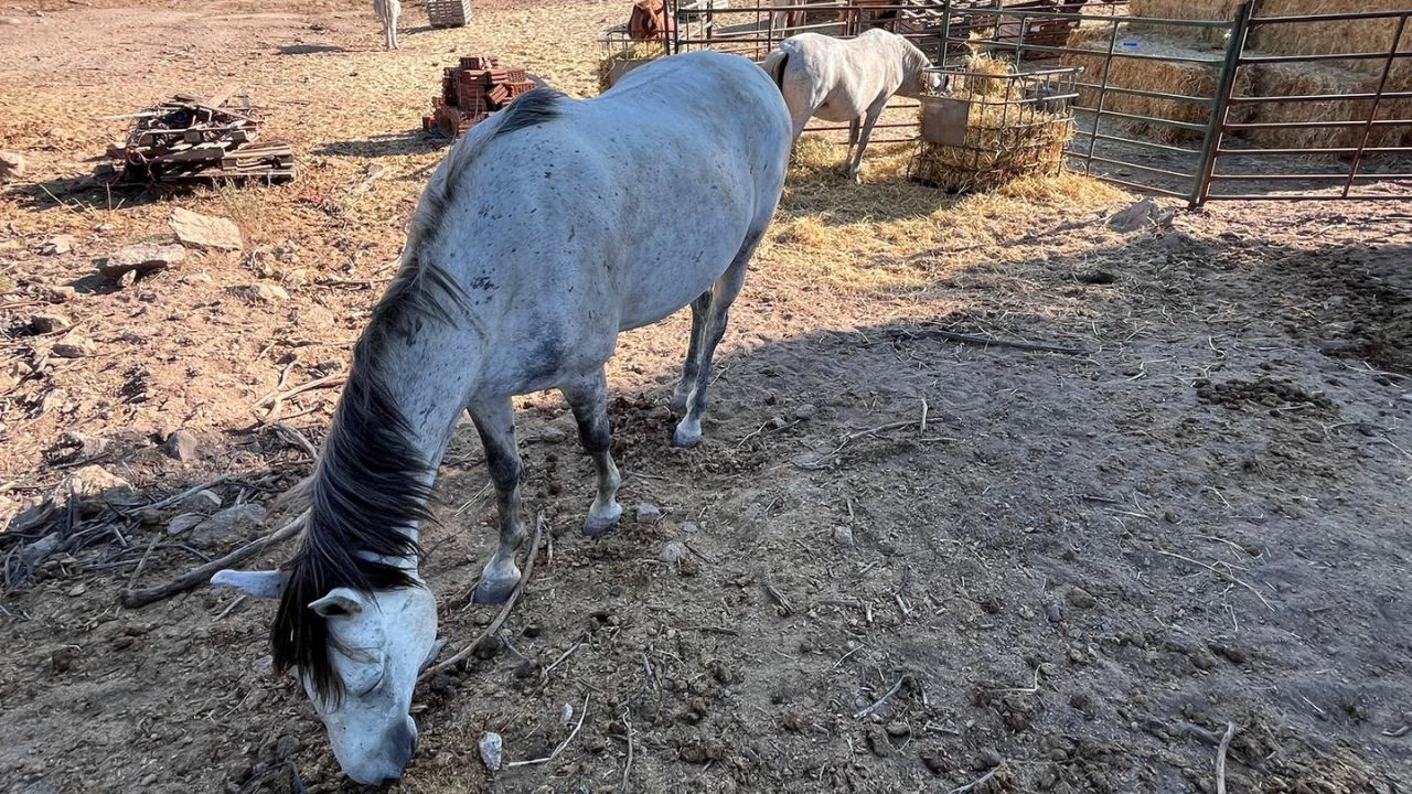 La Asociación Brego Ciudad Animal, de Villanueva de la Vera