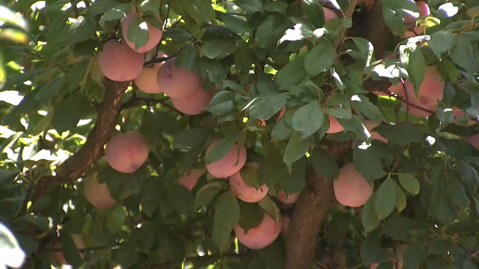 Campaña de la ciruela en Extremadura