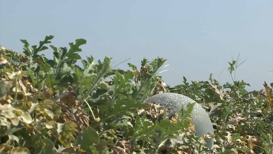 Melones y sandías en Extremadura