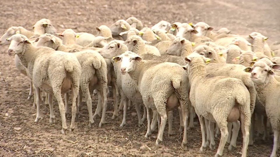 Ganado ovino en Extremadura