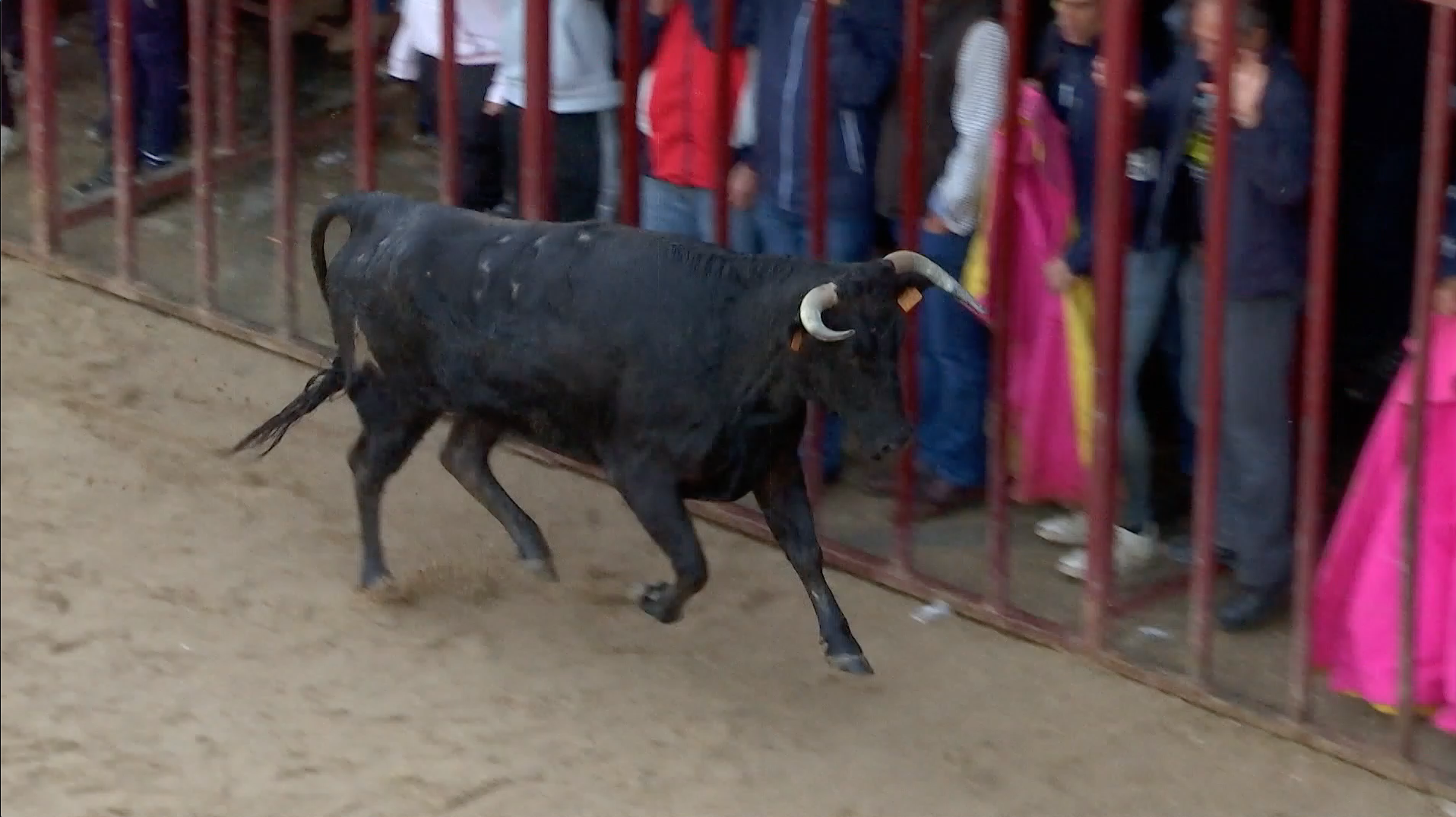 Las Huertas Y Sus Tradicionales Capeas Canal Extremadura