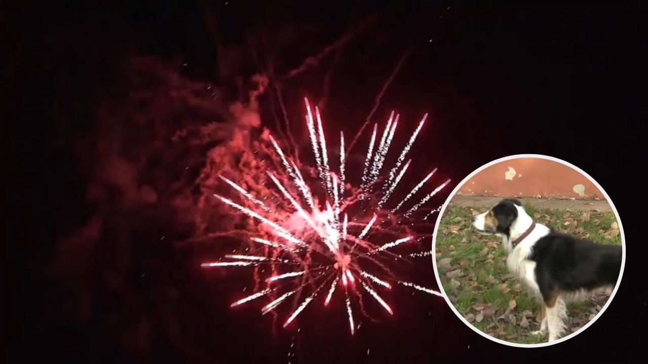 Fuegos artificiales y su impacto en las mascotas