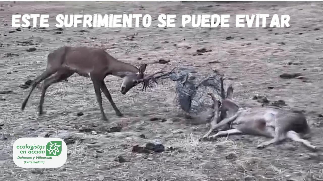 Alambradas de espino, la trampa mortal para la fauna y una amenaza para la biodiversidad