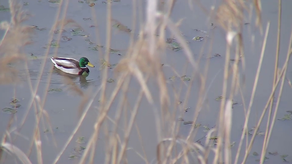 Pato a su paso por el río Guadiana en Badajoz