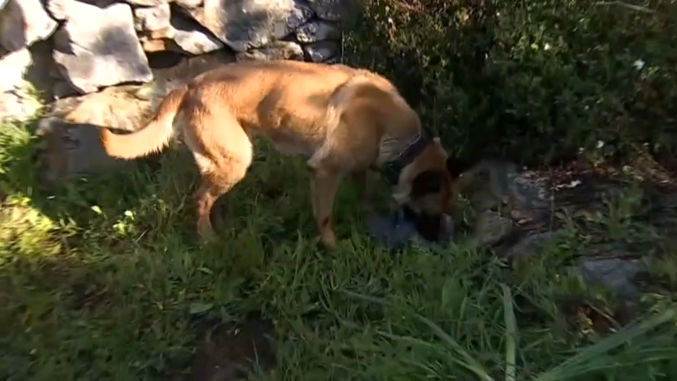 "Patrulla canina al rescate"