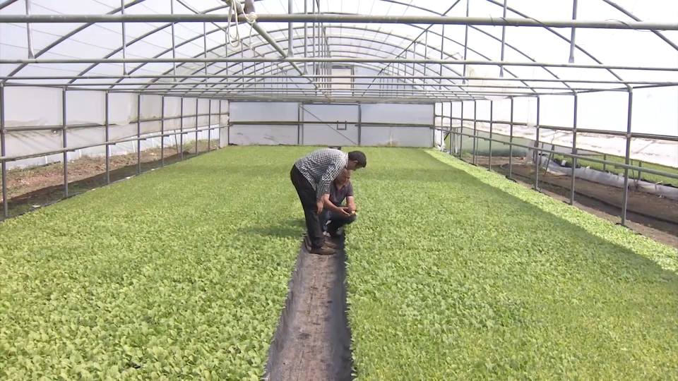 La subida en el precio que se paga al agricultor lo convierte en un cultivo más atractivo