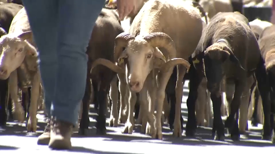 Trashumancia en Valverde de Leganés