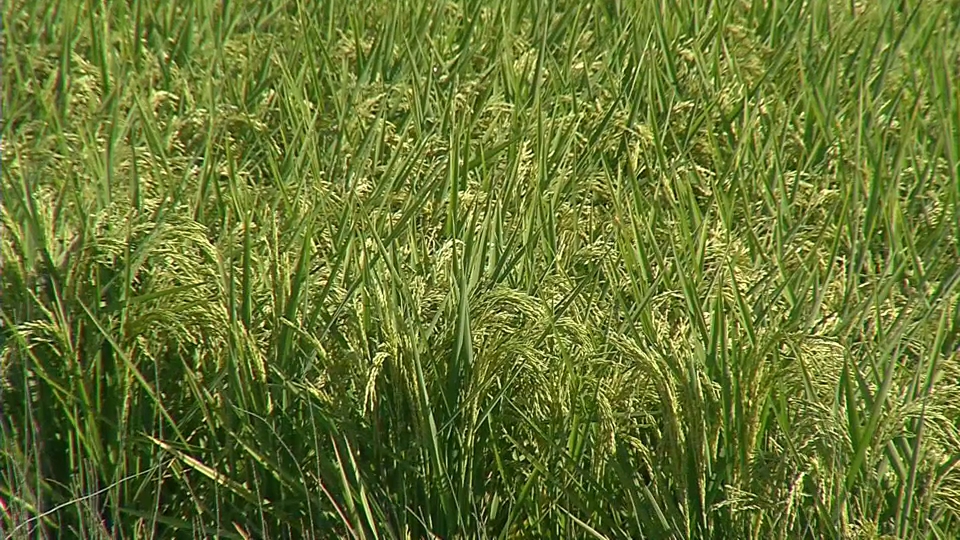 La Junta inicia este lunes el tratamiento fitosanitario para el control de la pudenta del arroz