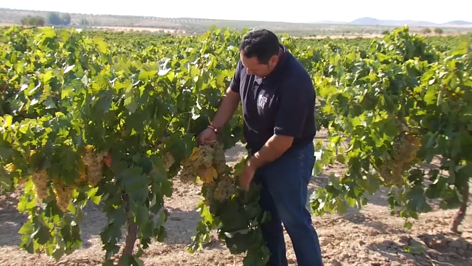 Los Santos de Maimona rinde homenaje a la uva Eva o Beba, joya blanca de la tierra extremeña