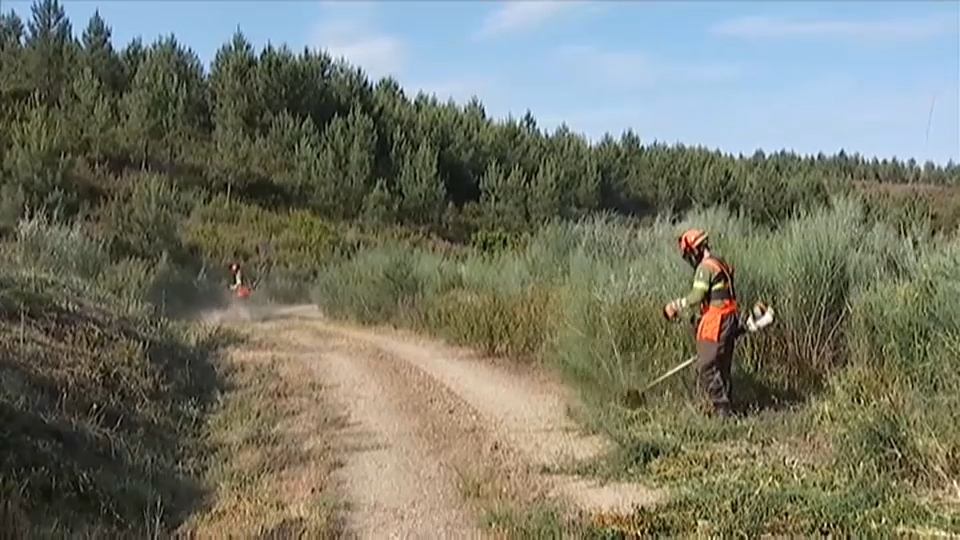 Operarios realizan labores de desbroce en el monte