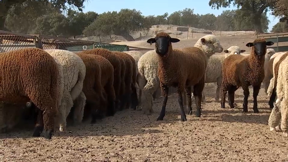 Ovejas bomberas en Arroyo de la Luz