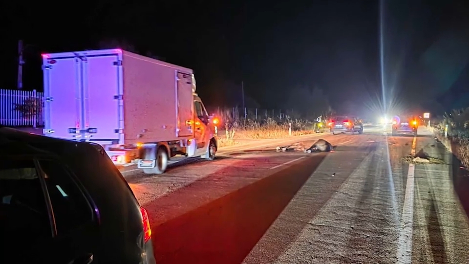 Caballo que provocó el accidente en la carretera de Olivenza