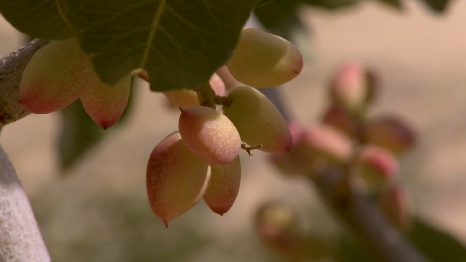 Producción de pistacho en Extremadura