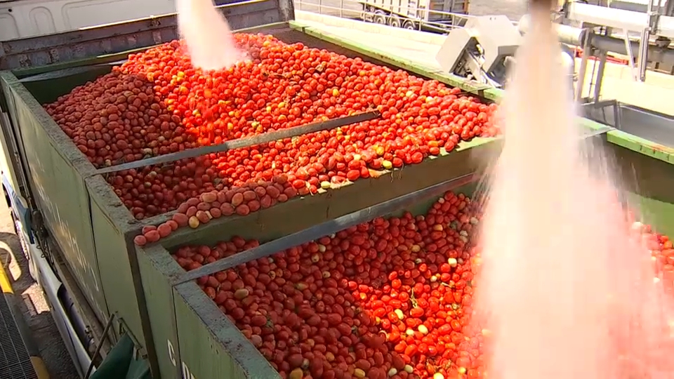 Producción de tomate en Extremadura