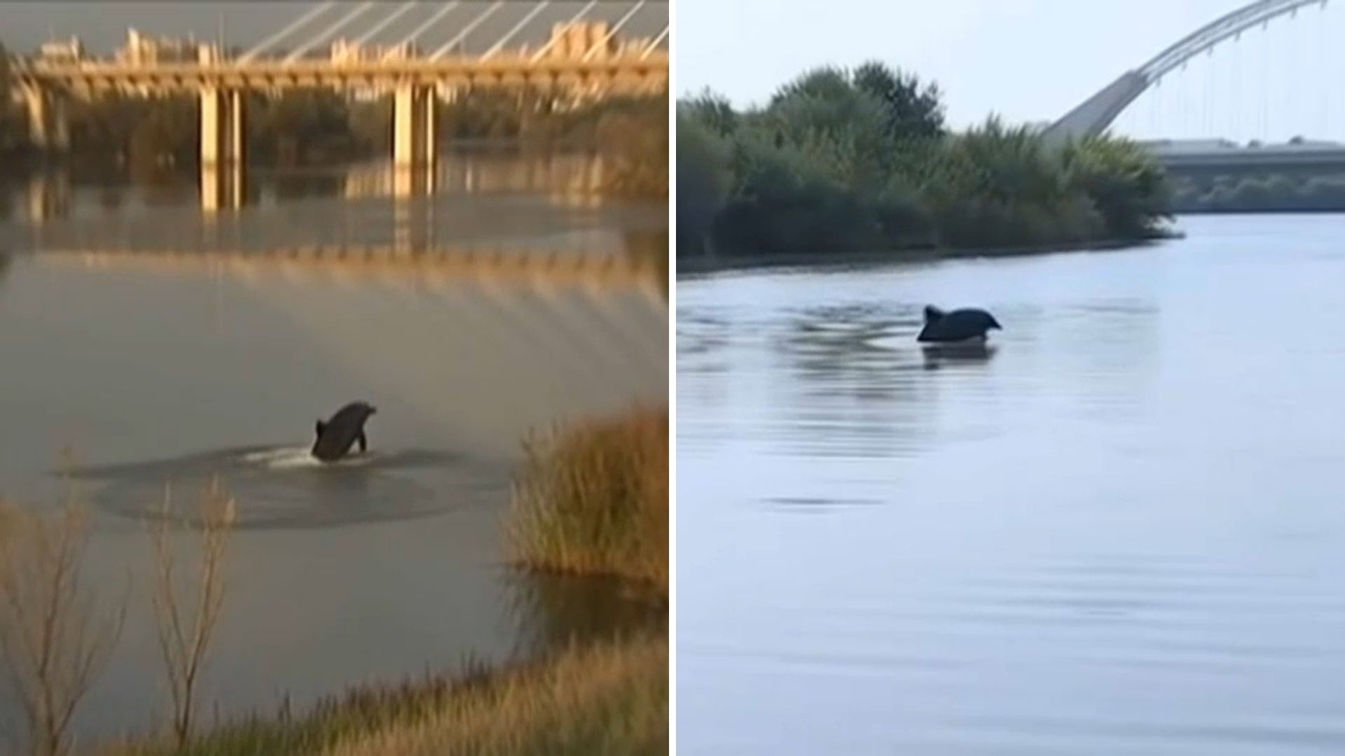Delfines avistados en Badajoz y en Mérida este domingo