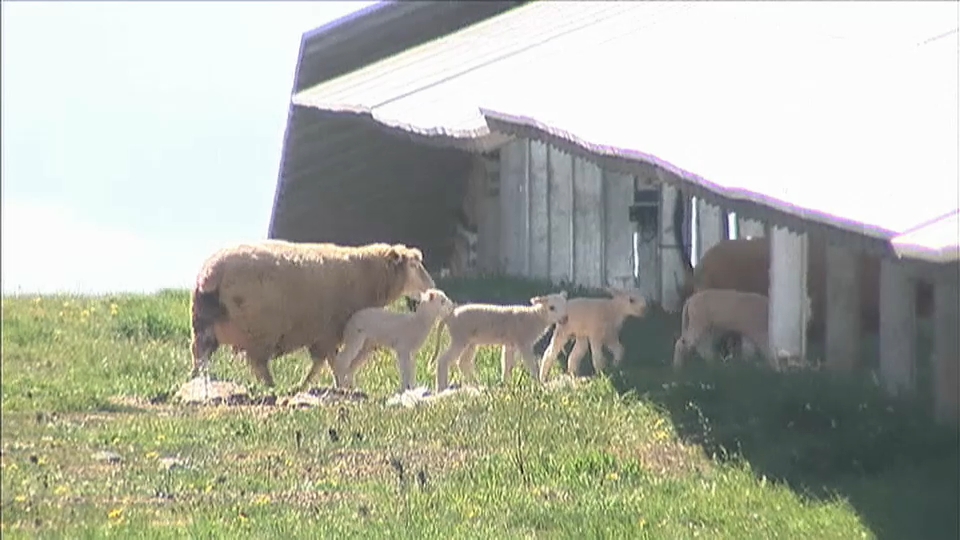 Ovejas entre paneles solares