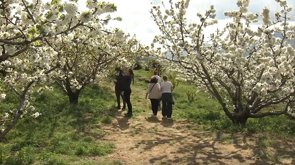 Cerezo en flor en el Valle del Jerte - Imagen de archivo