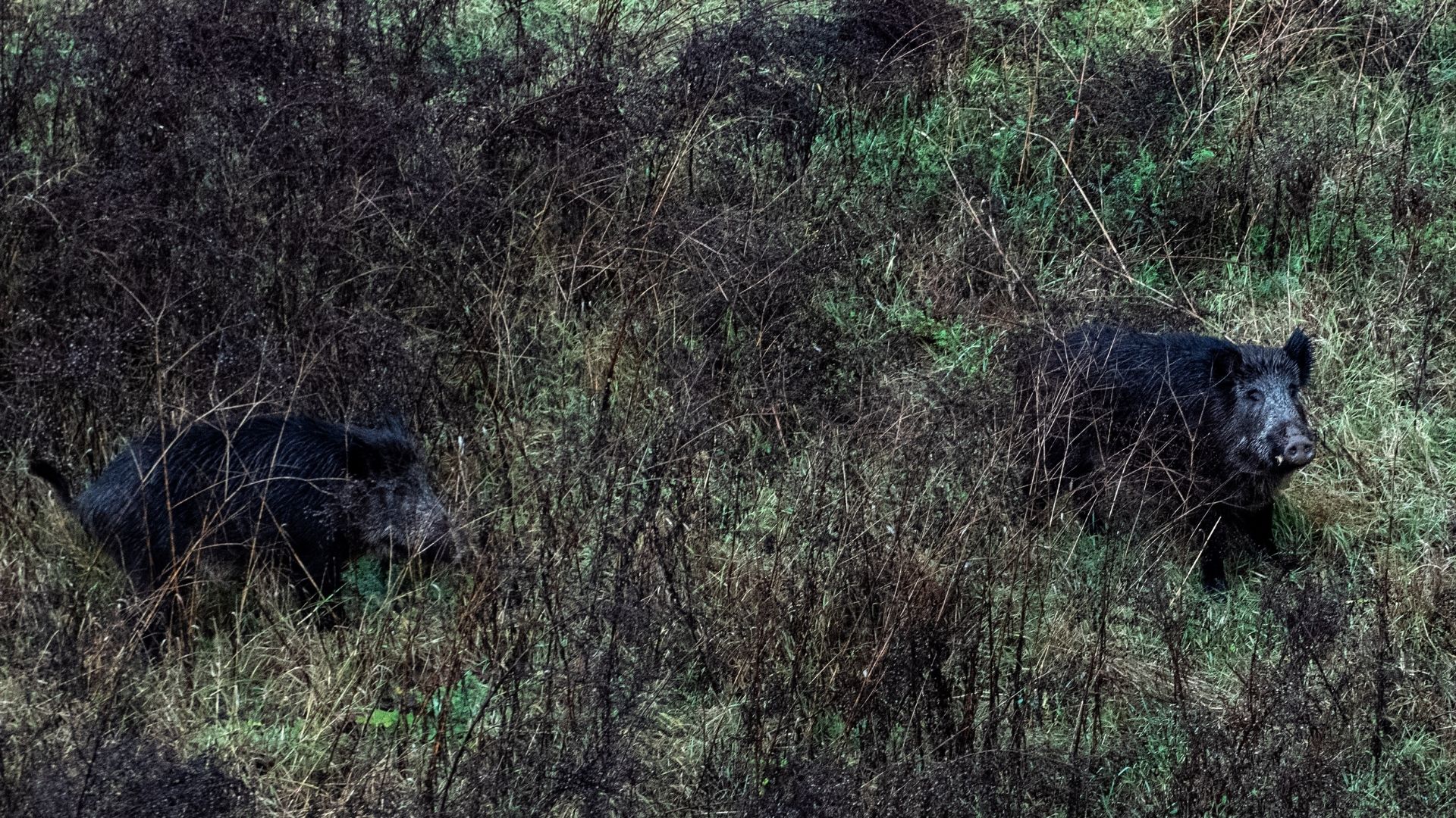 Dos jabalíes por el cauce del Río Ter, cerca del Hospital Trueta, a 27 de diciembre de 2025, en Girona
