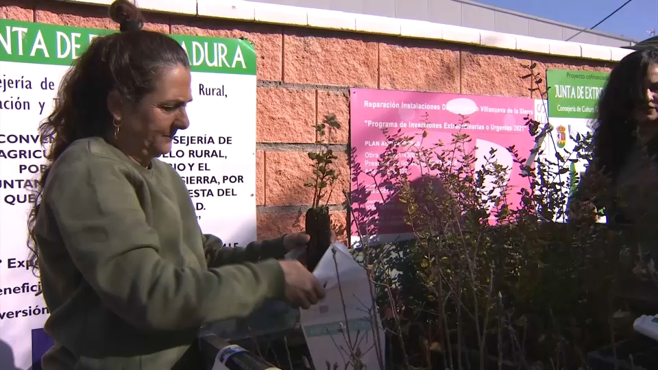 Fiesta del árbol de Villanueva de la Sierra. 