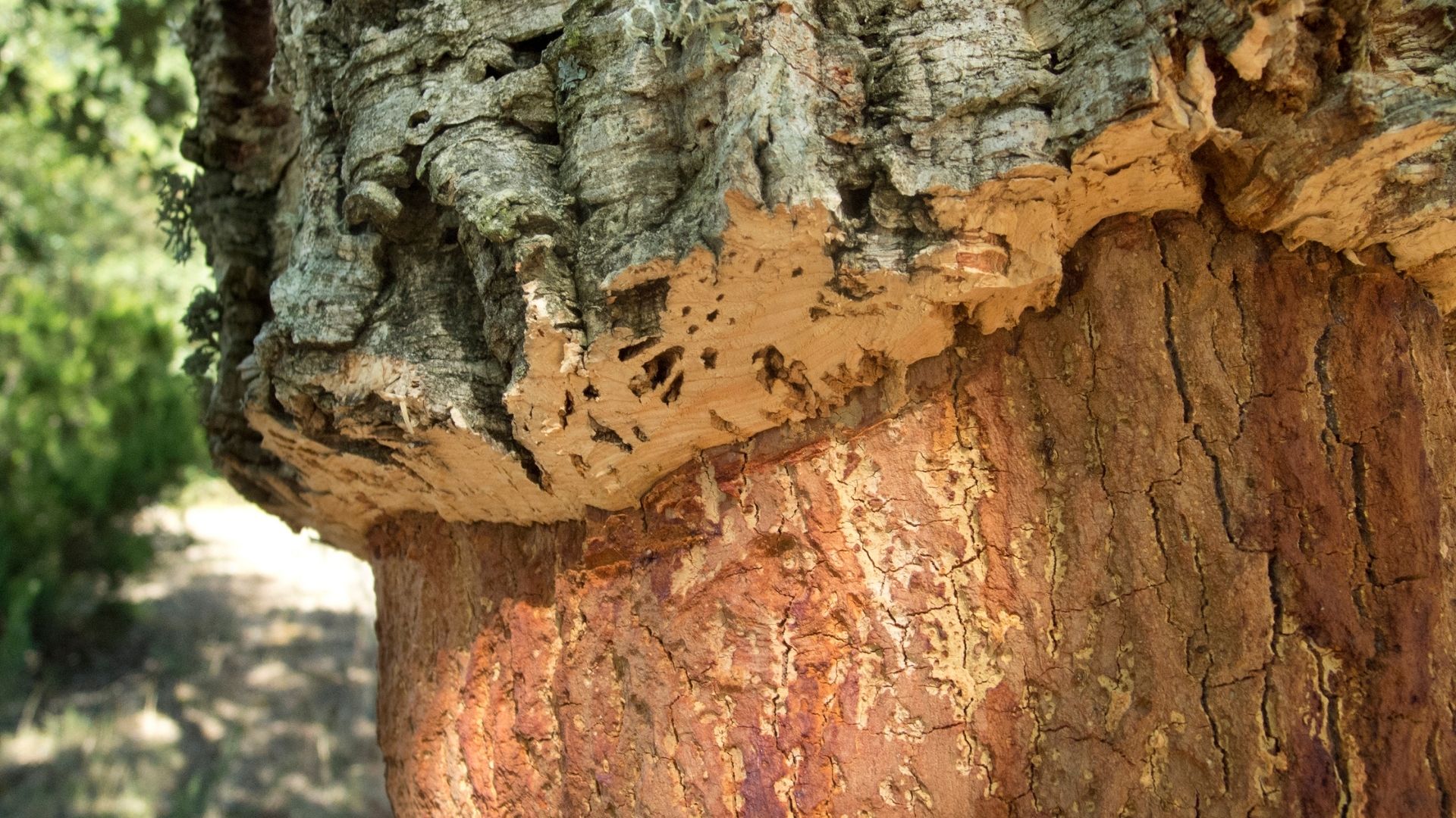 Detalle de un tronco durante el proceso de descorche en una imagen de archivo