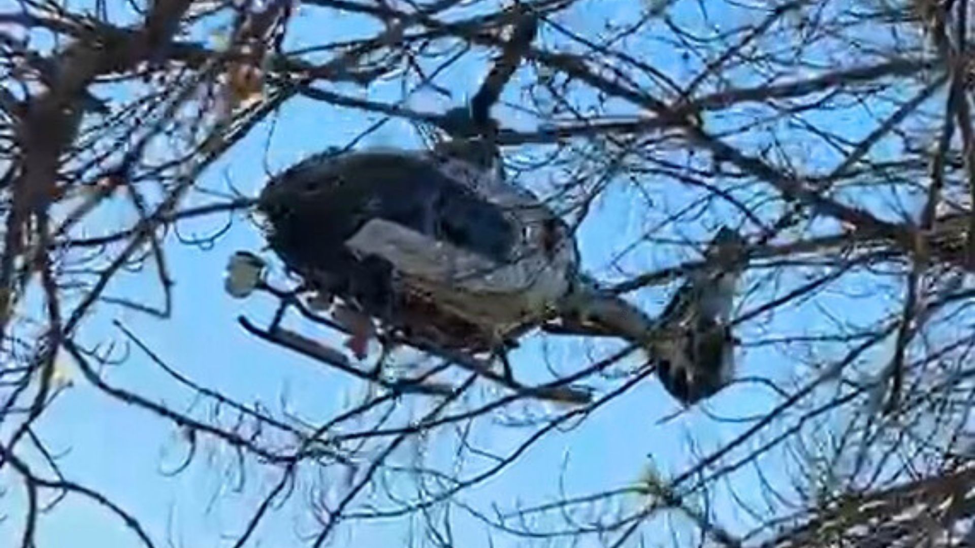 Helicóptero empleado en la búsqueda del hombre desaparecido en el Valle de Santa Ana