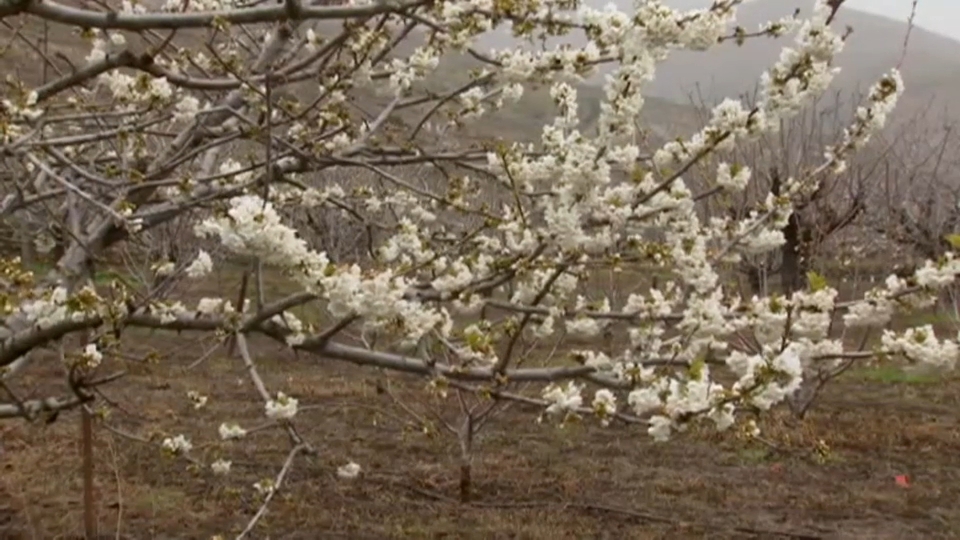 Extremadura: Cerezo en Flor 2024: Cuándo ver la floración de los cerezos en  el Valle del Jerte