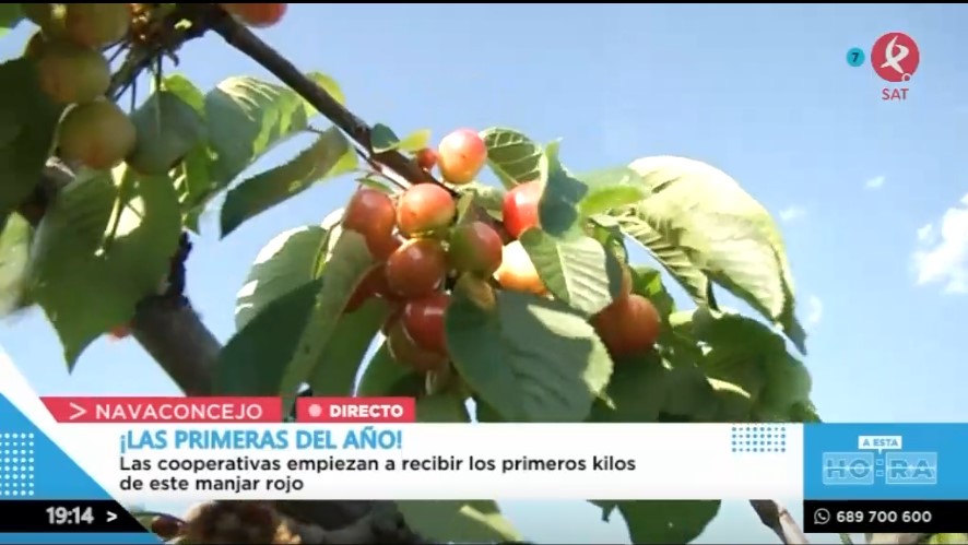 Ya Empiezan A Recolectarse Las Primeras Cerezas En El Valle Del Jerte ...