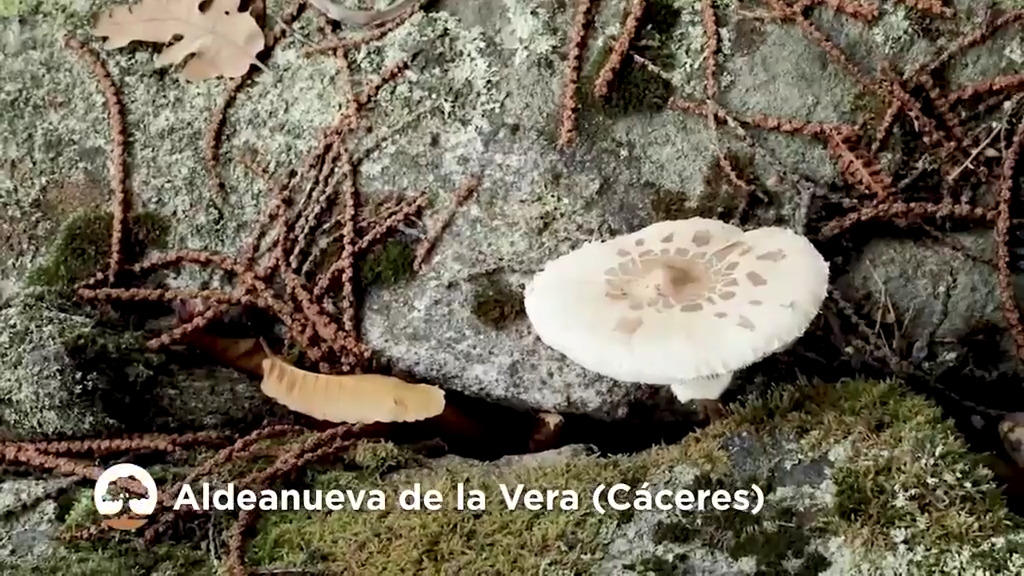 Oto O De Setas Canal Extremadura