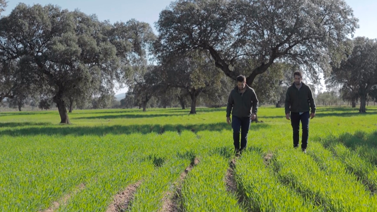 Antonio y Manuel comprueban el estado del cultivo de avena que servirá