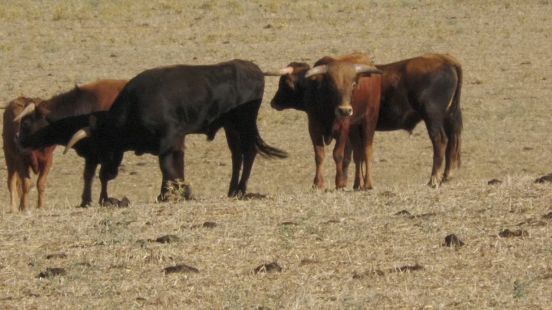 Tierra De Toros Episodio Canal Extremadura