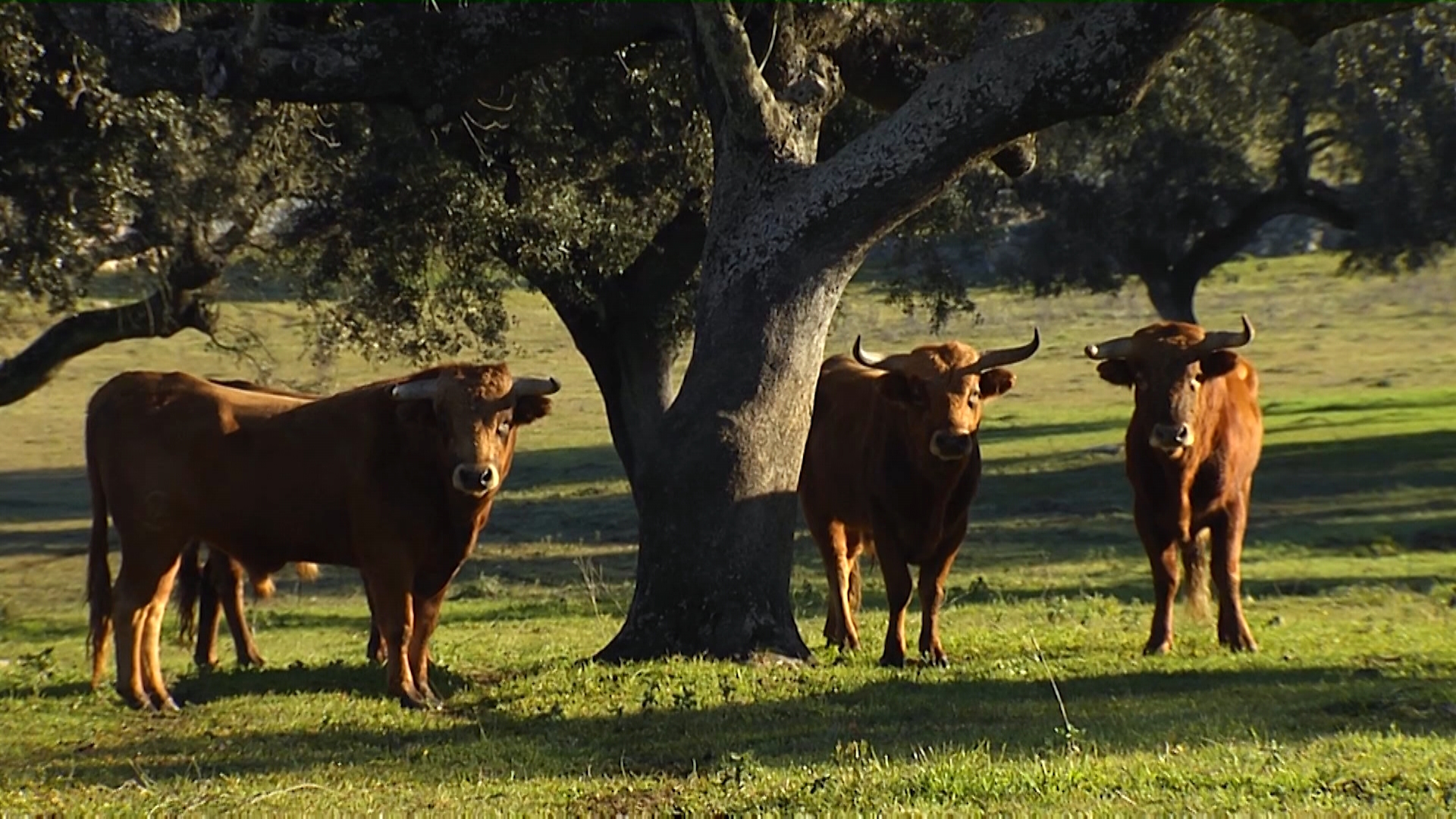 Tierra De Toros Episodio Canal Extremadura