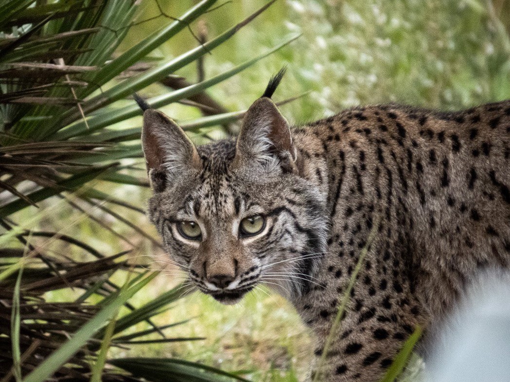 Lince nacido en cautividad