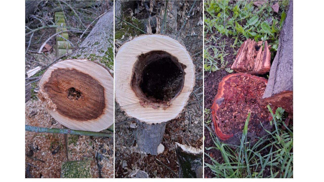 El Ayuntamiento de Mérida detecta hongos que pudren la madera en algunos árboles retirados en el parque López de Ayala