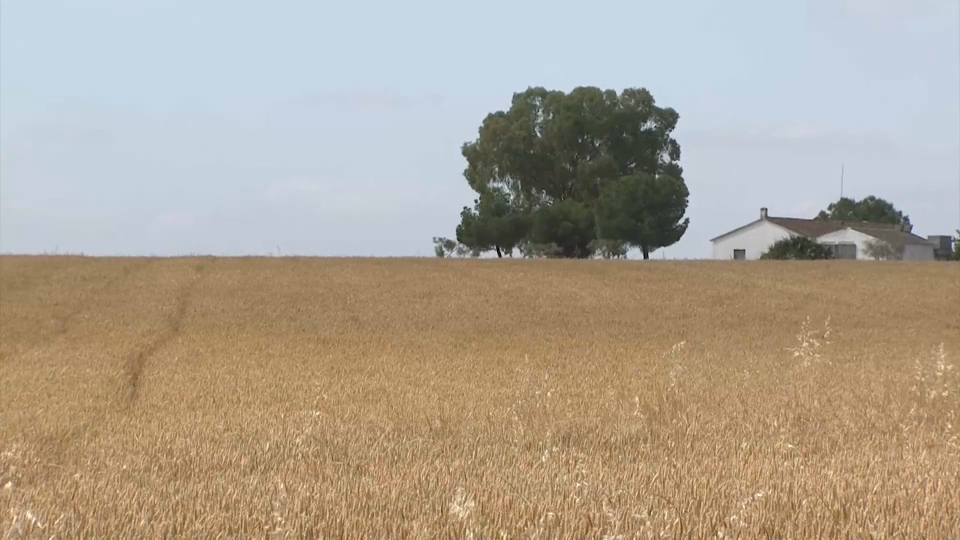 APAG Extremadura ASAJA estima una caída superior al 50 % en la campaña del cereal