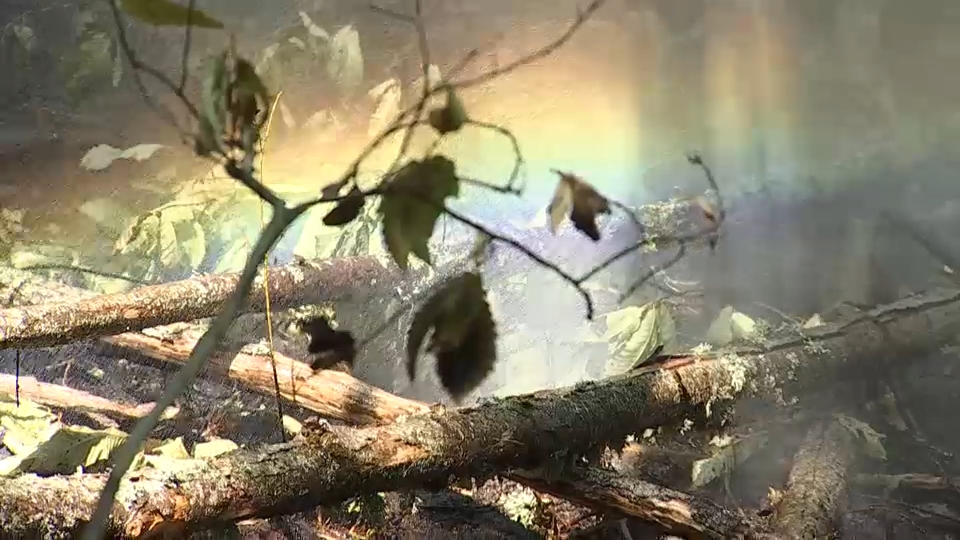  Especies protegidas como el halcón abejero y el buitre negro, entre las afectadas por el fuego en la región