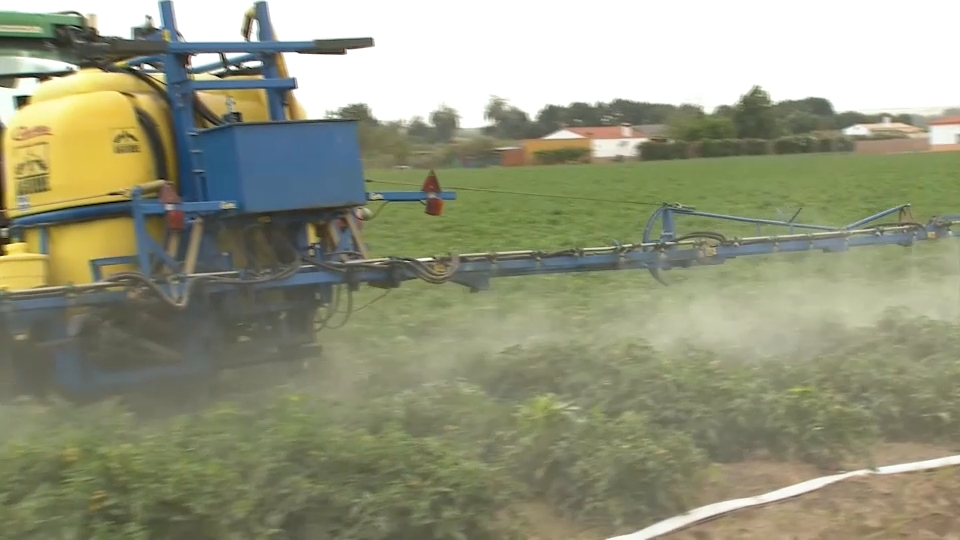 Los agricultores intensifican los tratamientos contra los hongos del tomate