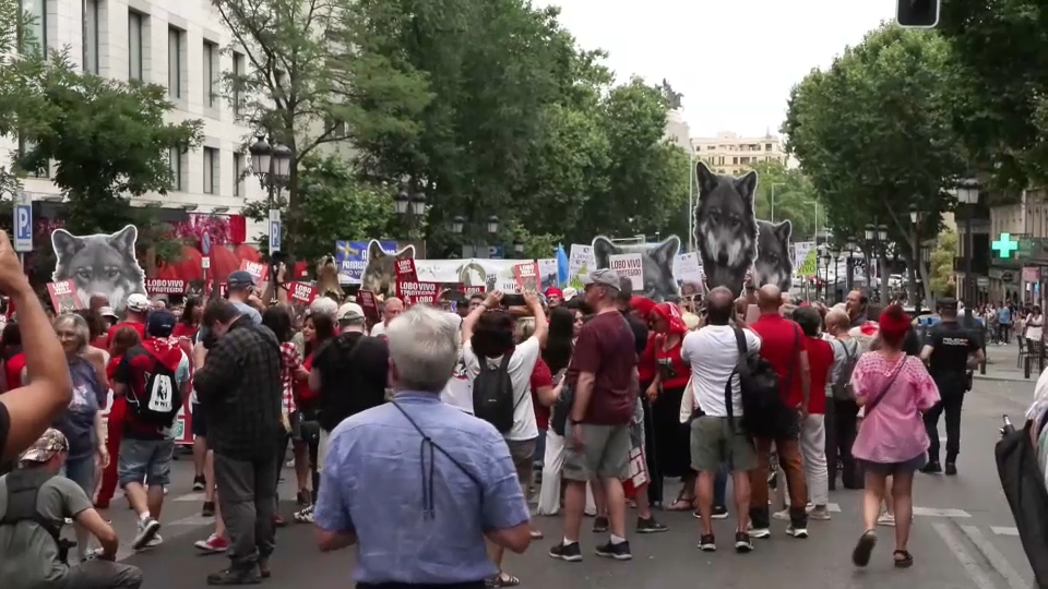 Asociaciones extremeñas alzan la voz en defensa del lobo ibérico