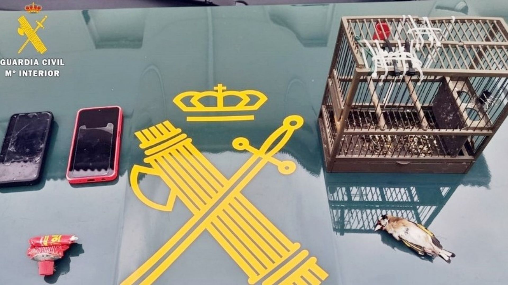 Caza ilegal de jilgueros