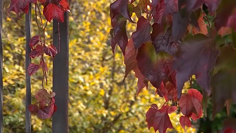 El Otoño Mágico del Valle del Ambroz estrena su declaración de Interés Internacional con 40.000 visitantes