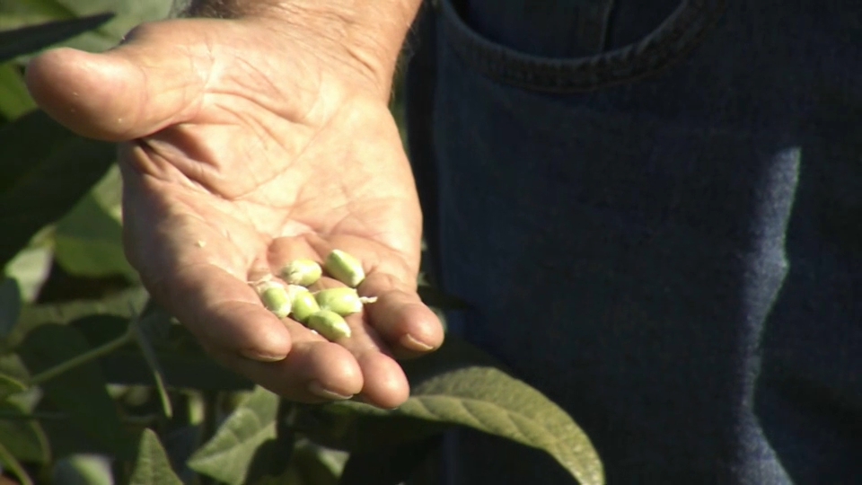 Cultivo de la soja en Extremadura