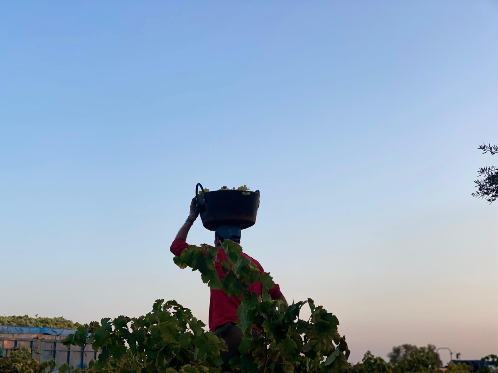 El mejor vino joven de España es extremeño