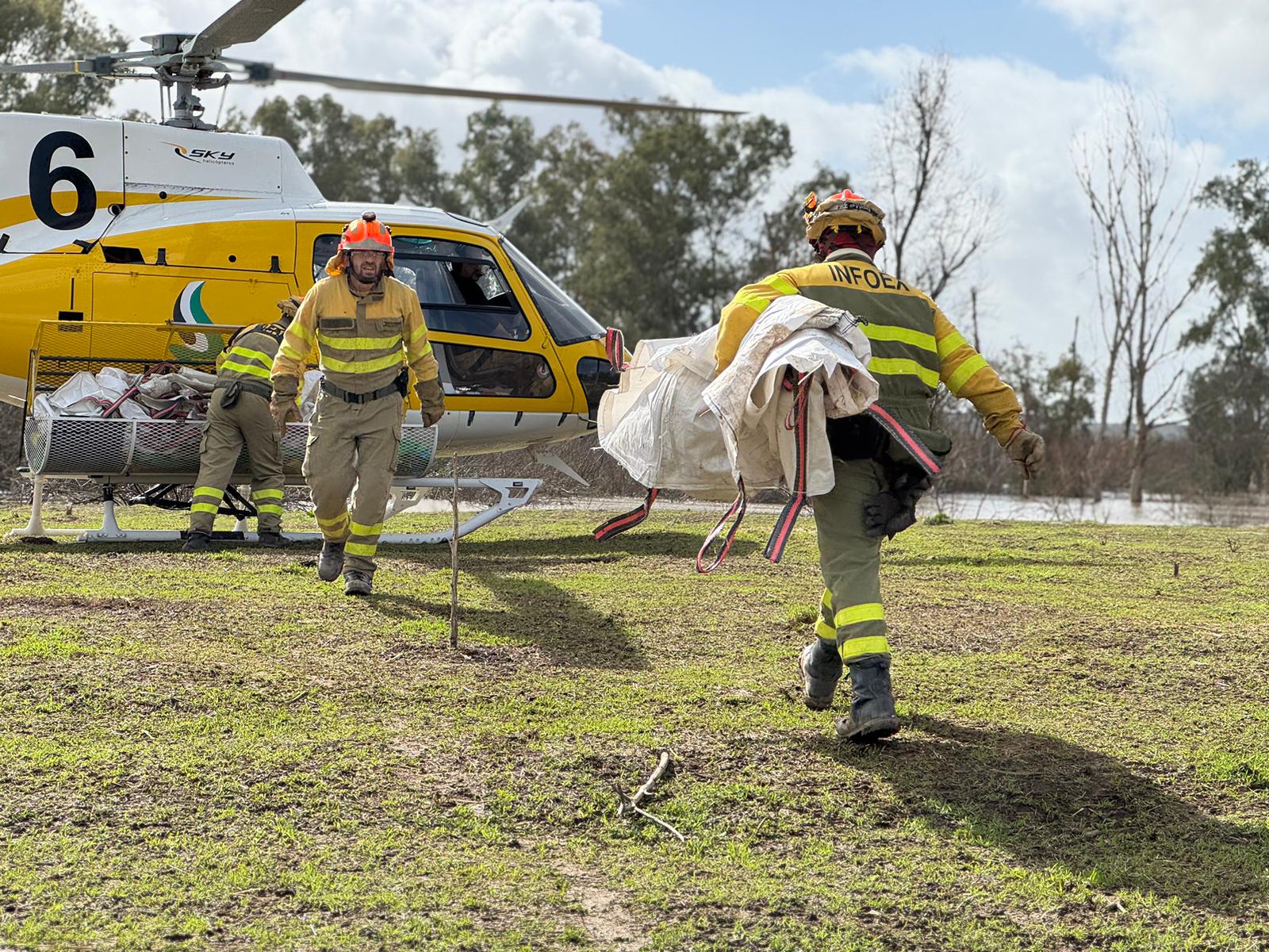 Alimentando a ovejas