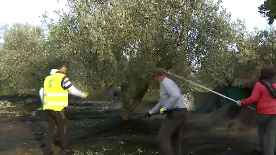 Avanza la campaña de la aceituna de almazara