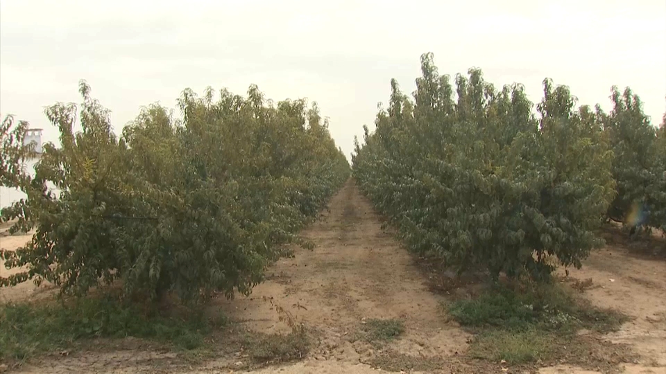 El número de explotaciones agrícolas en Extremadura se ha reducido casi un 15% en solo tres años