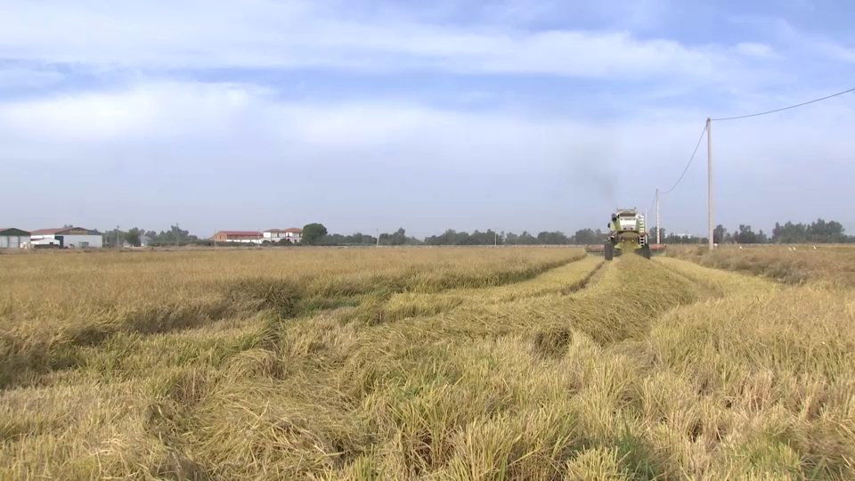 Arroz extremeño