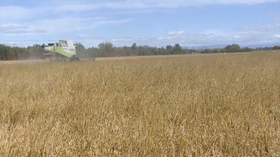 En el campo los agricultores están inmersos en la campaña del arroz. La Unión de Agricultores y Ganaderos de Extremadura calcula que este año se han sembrado 19.300 hectáreas y esperan recoger hasta 144 millones de kilos.  Mejor campaña que la anterior Llegan los primeros camiones a la cooperativas extremeñas cargados de arroz. La campaña ha empezado con muy buenas perspectivas. Se prevé mayor cosecha que la del pasado año. Ha llovido más, hay más superficie y por ello se auguran buenas cifras   Con la vista puesta en los precios  En el campo también valoran de manera positiva la cosecha, en una campaña ya sin restricciones de agua y donde por fin han sembrado el 100% de la superficie. Sin embargo, al hablar de precios, la perspectiva es otra, pues la competencia que ejercen terceros países tiene en vilo a los agricultores. Aseguran que su objetivo es garantizar la rentabilidad de este cultivo para que el arroz tenga futuro en nuestra región. 