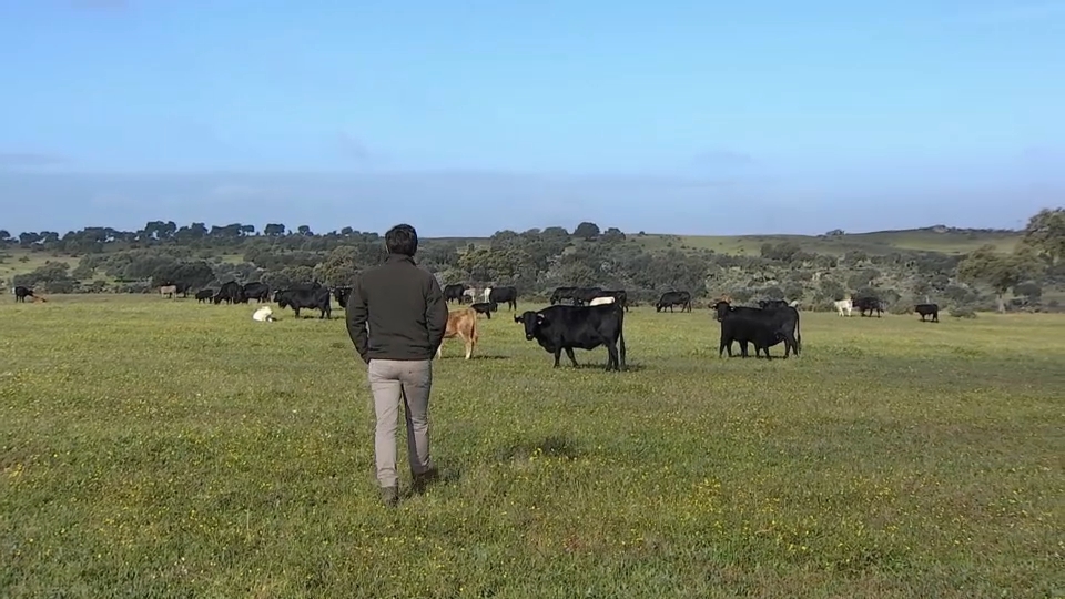 Ganadero supervisa su ganado vacuno