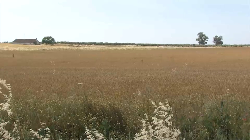 Cereal Extremadura
