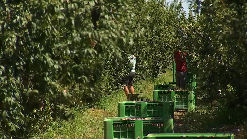 España pide a Bruselas cerca de 400 millones para programas de productores de frutas y hortalizas en comunidades como Extremadura